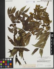 Foto von Salix pentandra L.